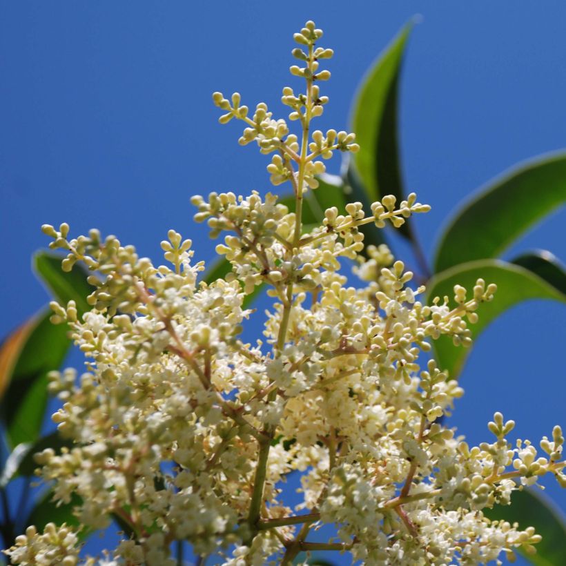 Ligustrum lucidum - Chinese liguster (Flowering)