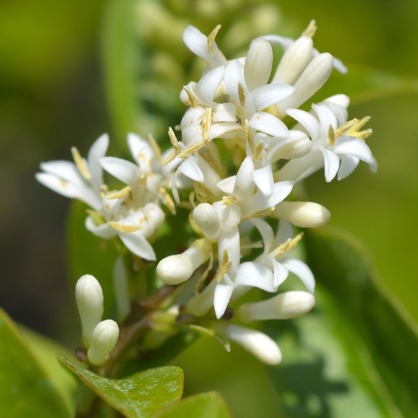 Ligustrum ovalifolium Green Diamond - Haagliguster (Flowering)