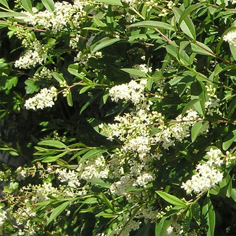 Ligustrum vulgare Lodense - Wilde liguster (Flowering)