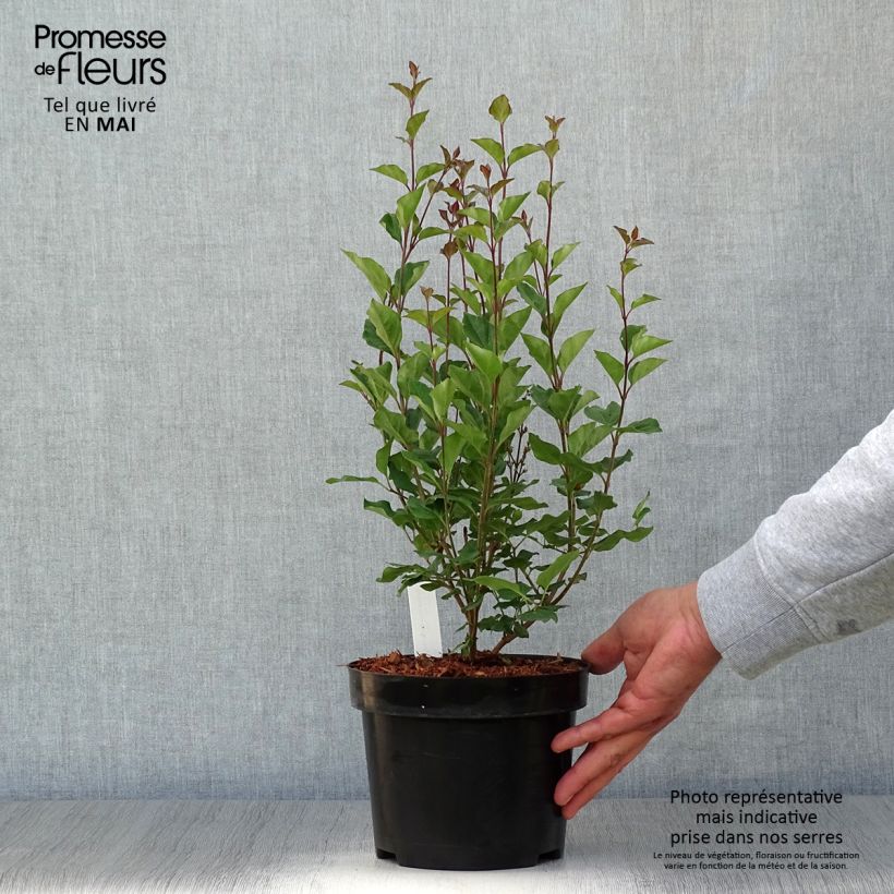 Exemplaar van Syringa Bloomerang Dark Purple - Dwergsering Pot van 3 l/4 l zoals geleverd in de lente