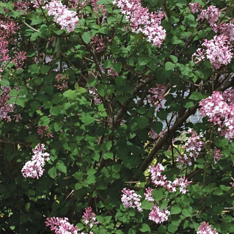 Syringa Pink Perfume - Dwergsering (Foliage)