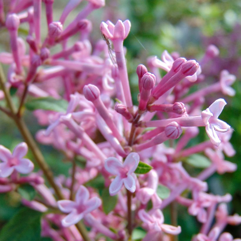 Syringa Pink Perfume - Dwergsering (Flowering)