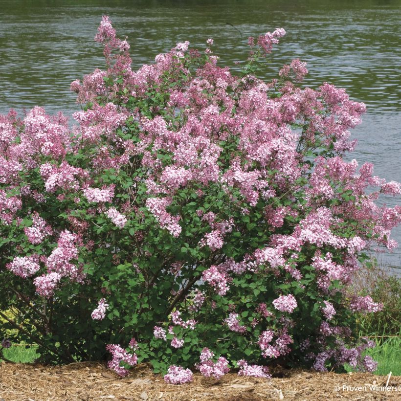 Syringa Pink Perfume - Dwergsering (Plant habit)
