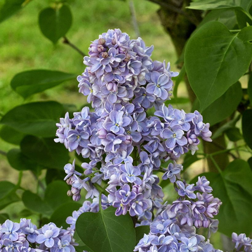 Syringa vulgaris Capitaine Baltet - Gewone sering (Flowering)