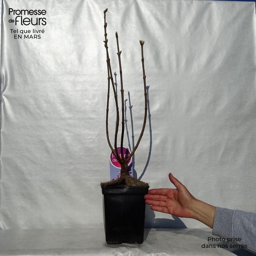 Exemplaar van Syringa vulgaris Sensation - Gewone sering Pot van 3 l/4 l, Struik zoals geleverd in de lente