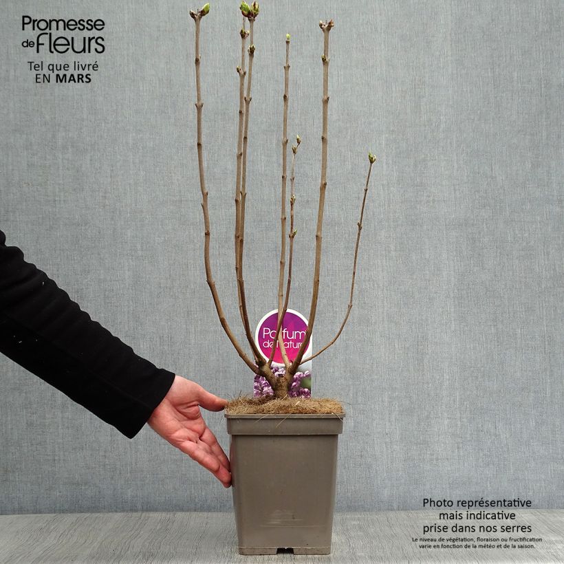 Example of Lilas Sensation - Syringa vulgaris Pot van 3 l/4 l as you get in hiver