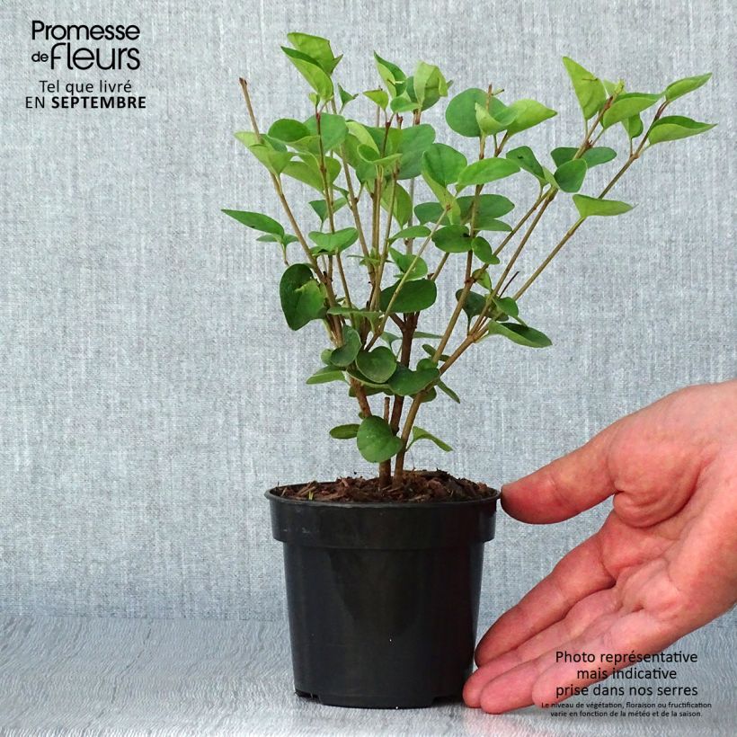 Exemplaar van Syringa Tinkerbelle - Dwergsering Pot van 10 cm/11 cm zoals geleverd in de herfst