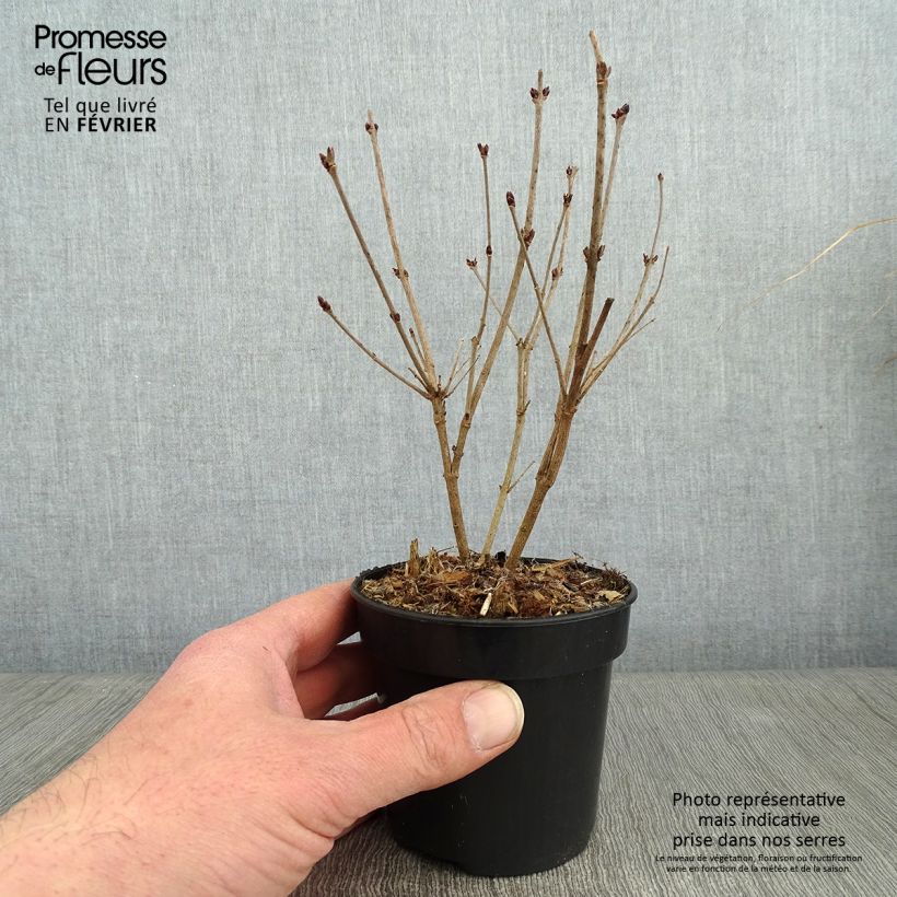 Example of Syringa Tinkerbelle - Dwergsering Pot van 10 cm/11 cm as you get in hiver