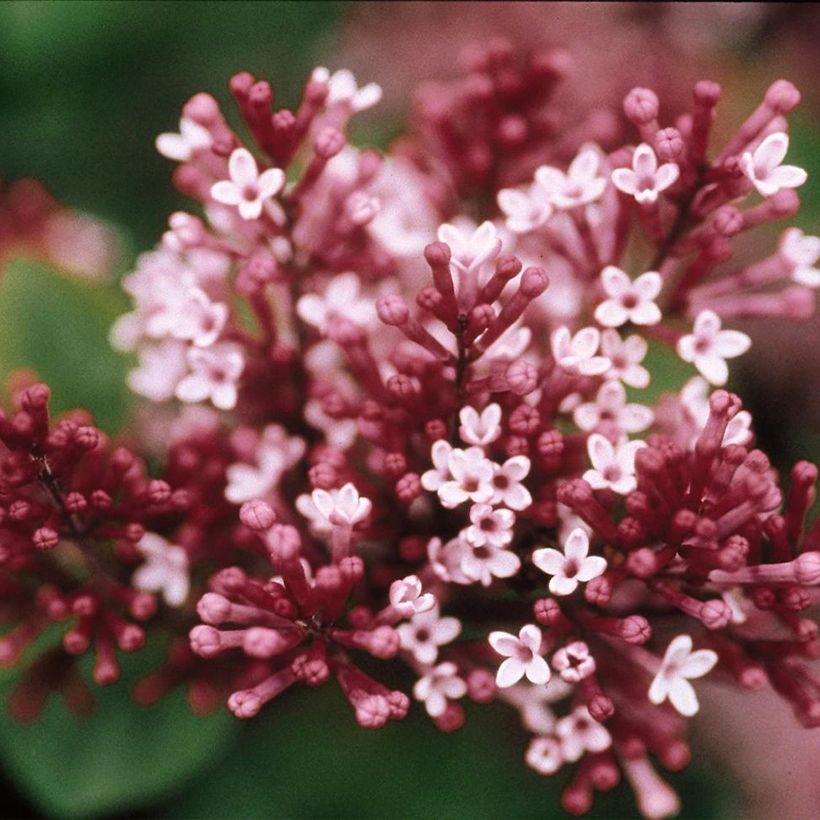 Syringa Tinkerbelle - Dwergsering (Flowering)