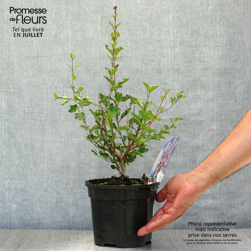 Exemplaar van Syringa meyeri Palibin - Dwergsering Pot van 2 l/3 l zoals geleverd in de zomer