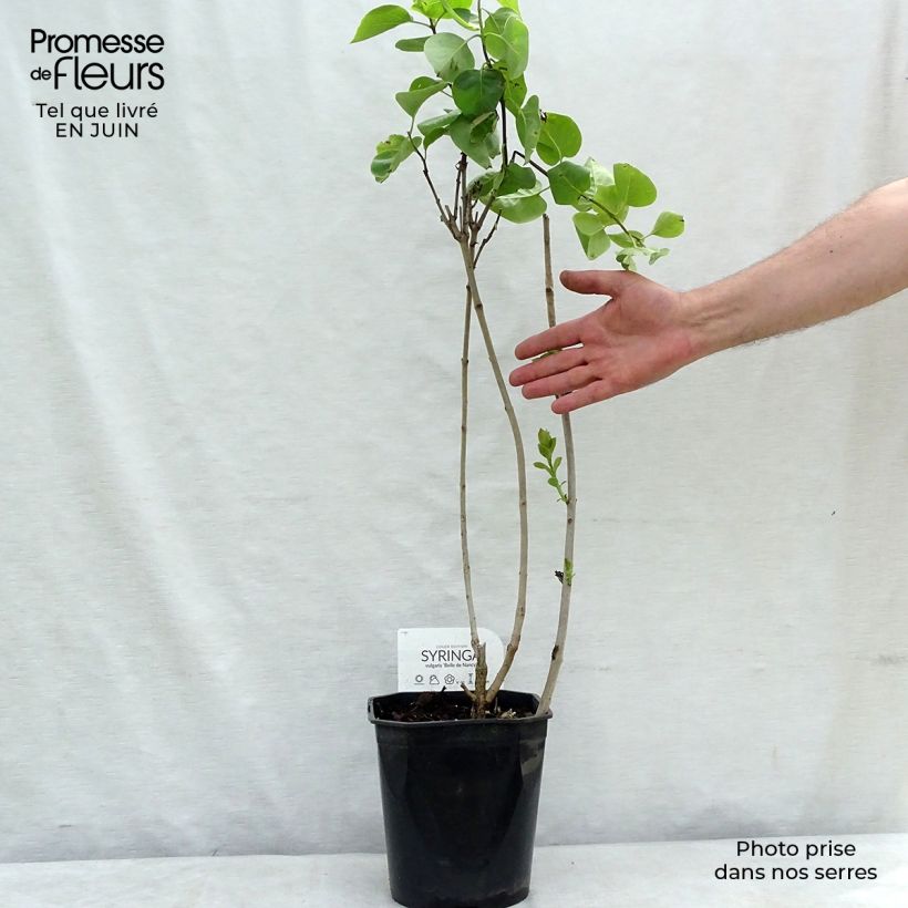 Exemplaar van Syringa vulgaris Belle de Nancy - Gewone sering Pot van 3 l/4 l zoals geleverd in de zomer