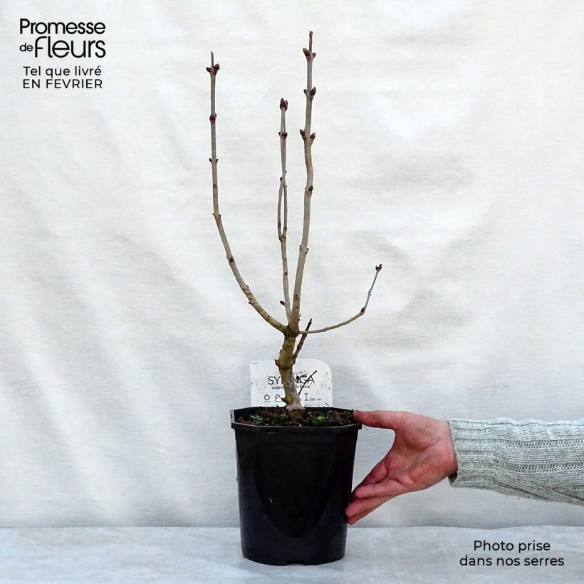 Example of Lilas - Syringa vulgaris Belle de Nancy Pot van 3 l/4 l as you get in hiver