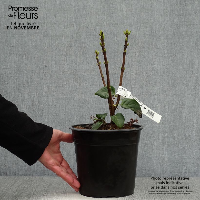 Exemplaar van Syringa vulgaris Capitaine Baltet - Gewone sering Pot van 4 l/5 l zoals geleverd in de herfst