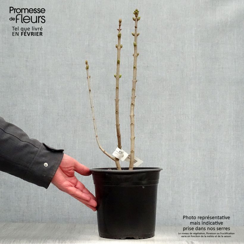 Example of Lilas - Syringa vulgaris Capitaine Baltet Pot van 4 l/5 l as you get in hiver