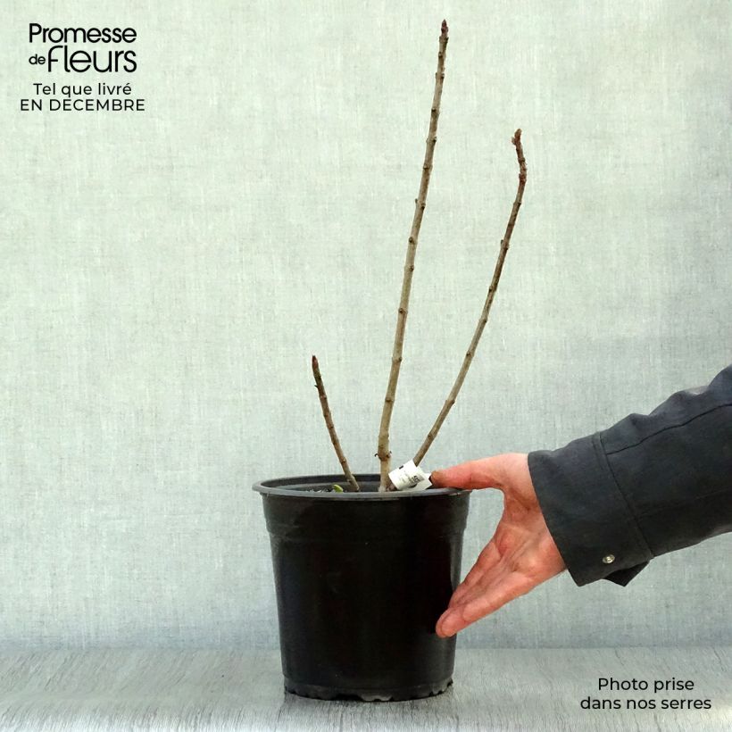 Example of Syringa vulgaris Charles Joly - Gewone sering Pot van 2 l/3 l as you get in hiver