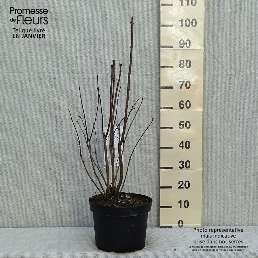 Example of Syringa vulgaris Charles Joly - Gewone sering Pot van 7,5 l/10 l as you get in hiver