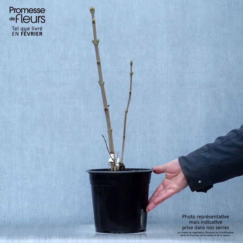 Example of Syringa vulgaris Dentelle d'Anjou - Gewone sering Pot van 4 l/5 l as you get in hiver