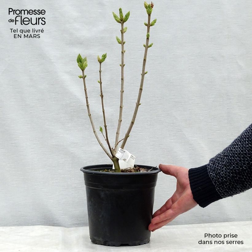 Example of Syringa vulgaris Katherine Havemeyer - Gewone sering Pot van 3 l/4 l as you get in hiver