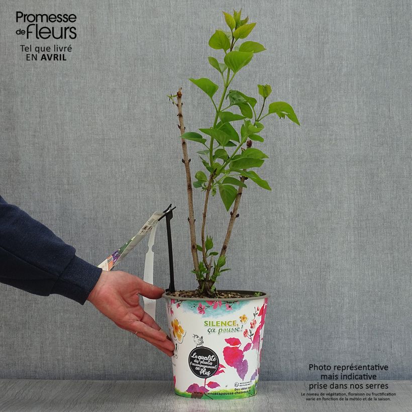 Exemplaar van Syringa vulgaris Katherine Havemeyer - Gewone sering Pot van 3 l/4 l zoals geleverd in de lente