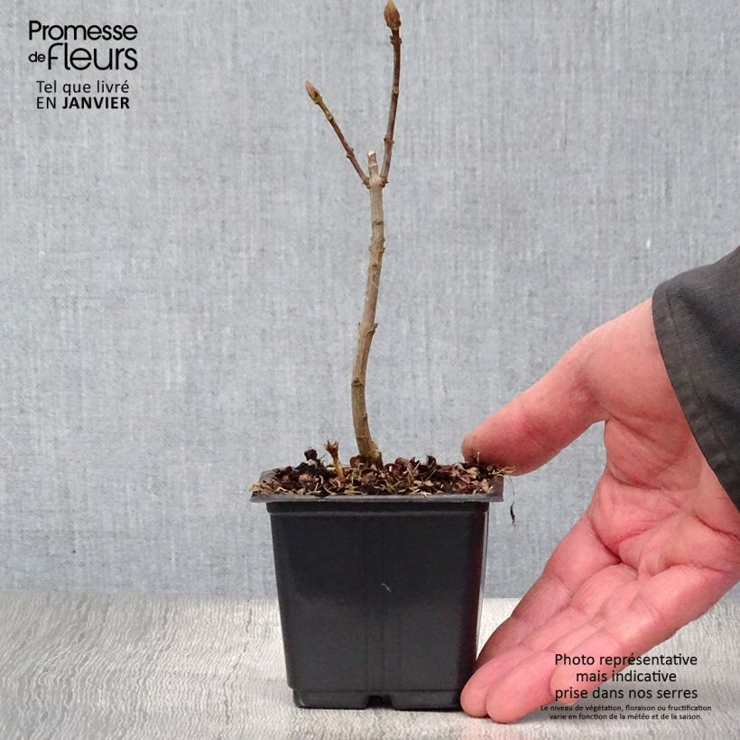 Example of Syringa vulgaris Katherine Havemeyer - Gewone sering Kweekpotje van 8/9 cm as you get in hiver