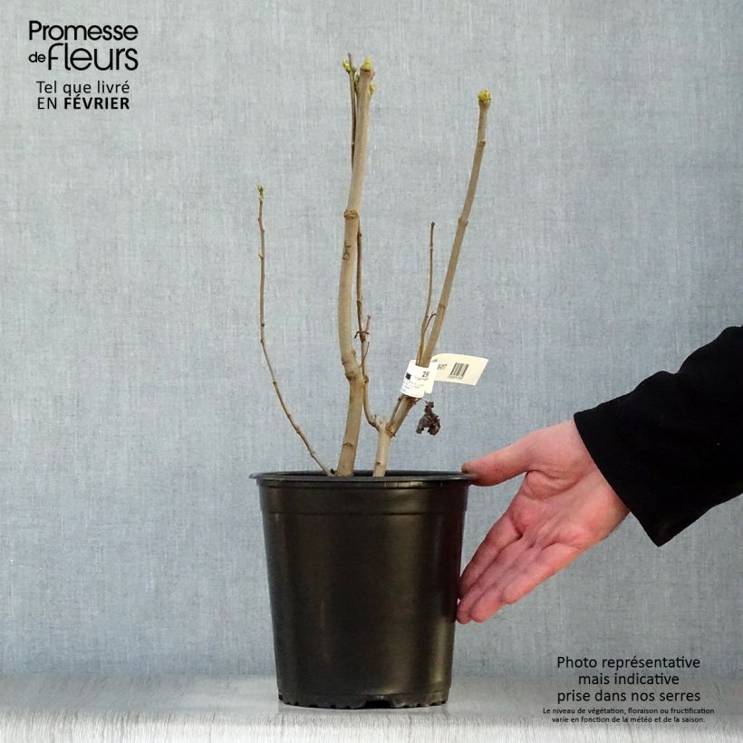 Example of Syringa vulgaris Madame Lemoine - Gewone sering Pot van 3 l/4 l as you get in hiver