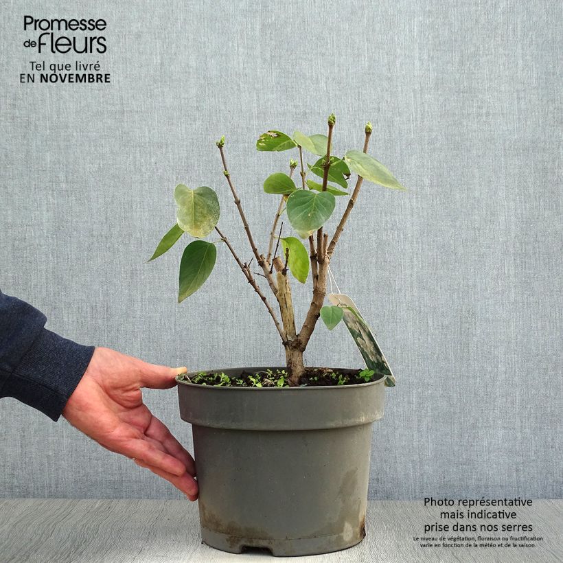 Exemplaar van Syringa vulgaris Madame Lemoine - Gewone sering Pot van 3 l/4 l zoals geleverd in de herfst