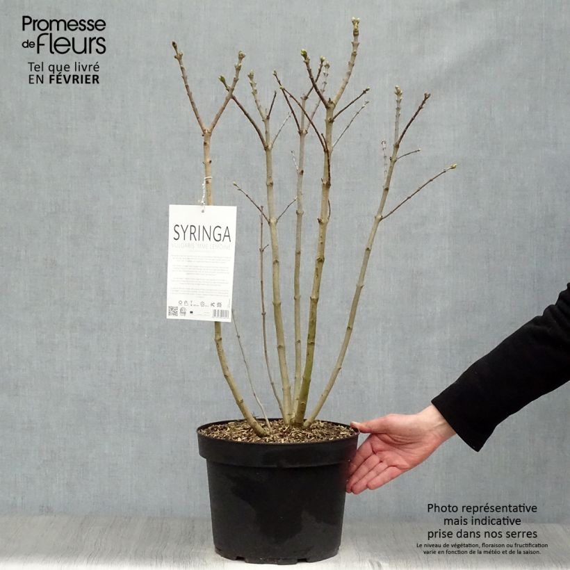 Example of Syringa vulgaris Madame Lemoine - Gewone sering Pot van 7,5 l/10 l as you get in hiver