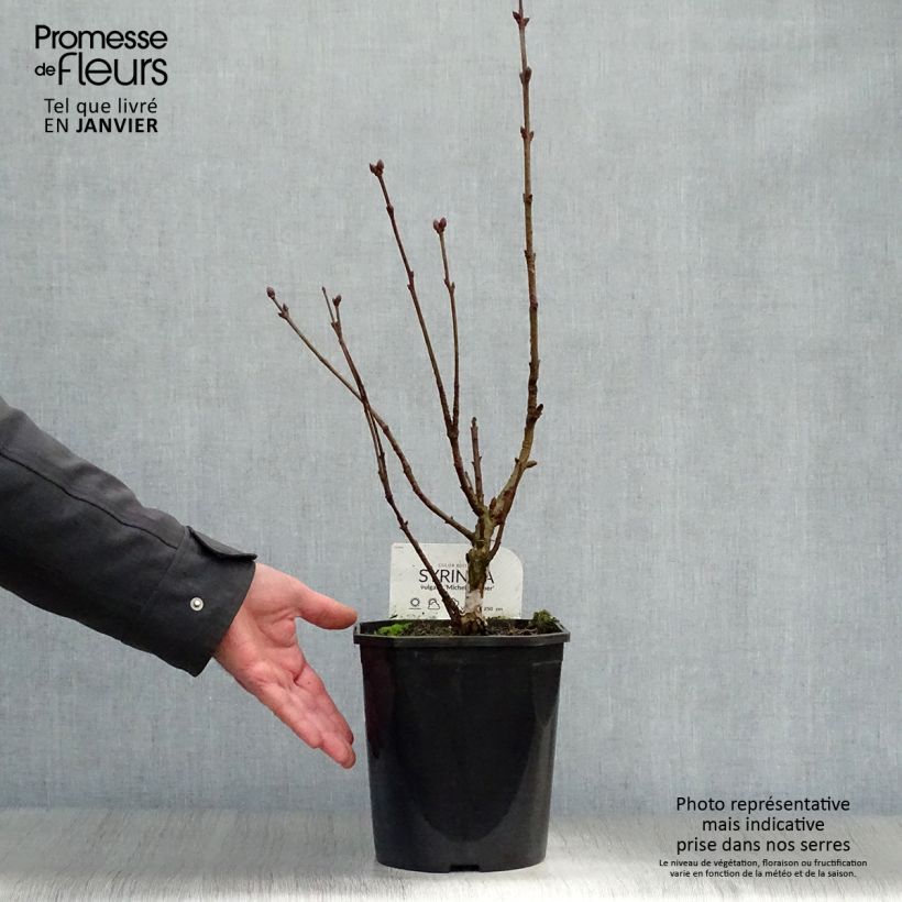 Example of Lilas - Syringa vulgaris Michel Buchner Pot van 4 l/5 l as you get in hiver
