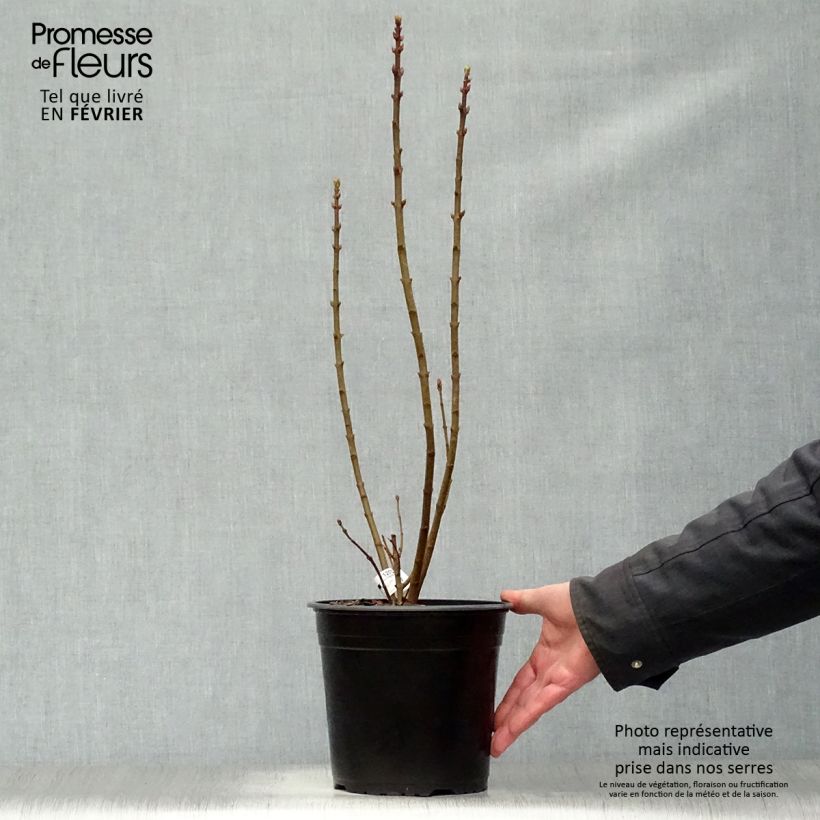 Example of Lilas - Syringa vulgaris Président Grevy Pot van 4 l/5 l as you get in hiver