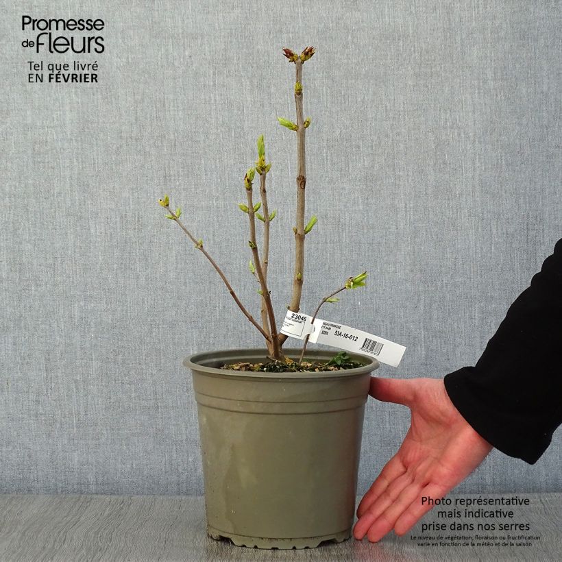 Example of Syringa vulgaris Primrose - Gewone sering Pot van 4 l/5 l as you get in hiver