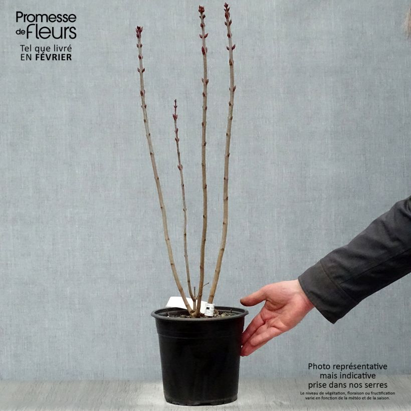 Example of Lilas - Syringa vulgaris Prince Wolkonsky Pot van 3 l/4 l as you get in hiver