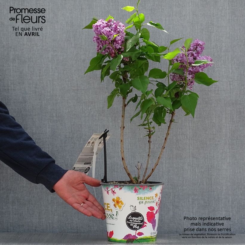 Exemplaar van Syringa vulgaris Princesse Sturdza - Gewone sering Pot van 4 l/5 l zoals geleverd in de lente