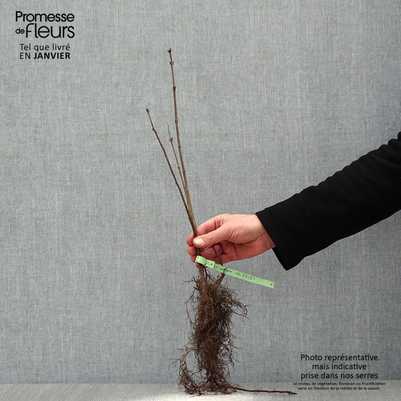 Example of Syringa vulgaris - Gewone sering Naakte wortel as you get in hiver