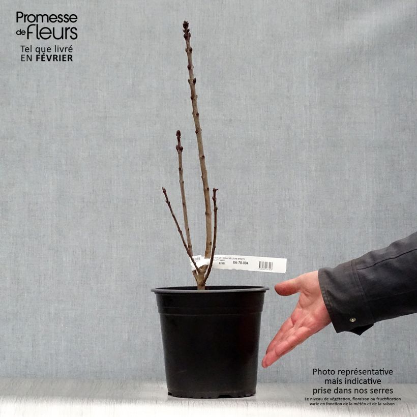 Example of Syringa vulgaris Souvenir de Louis Spaeth - Gewone sering Pot van 2 l/3 l as you get in hiver