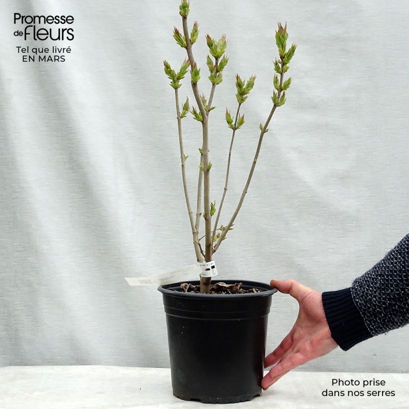 Example of Syringa vulgaris Zhemchuzhina - Gewone sering Pot van 4 l/5 l as you get in hiver
