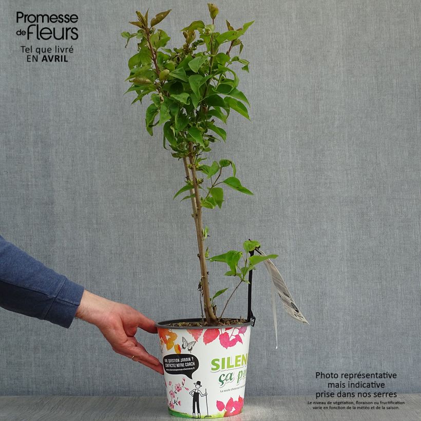 Exemplaar van Syringa vulgaris Zhemchuzhina - Gewone sering Pot van 4 l/5 l, Struik zoals geleverd in de lente