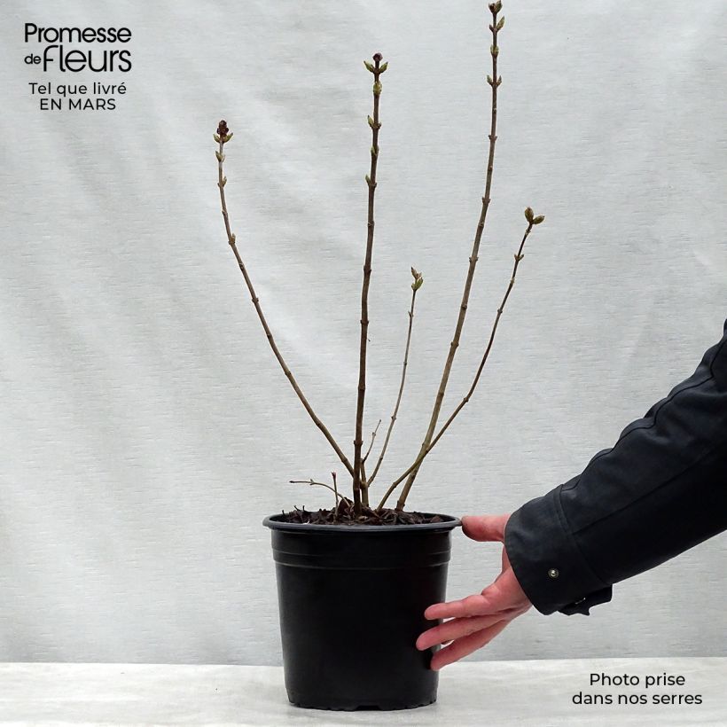 Exemplaar van Syringa hyacinthiflora Maidens Blush - Gewone sering Pot van 4 l/5 l, Struik zoals geleverd in de lente