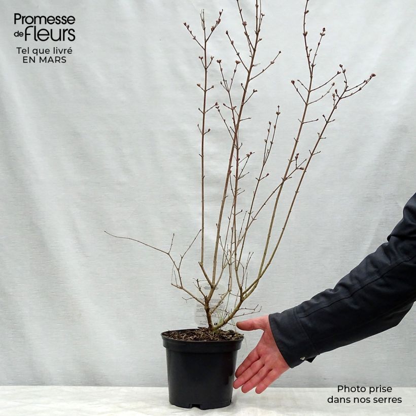 Exemplaar van Syringa Red Pixie - Dwergsering Pot van 3 l/4 l zoals geleverd in de lente