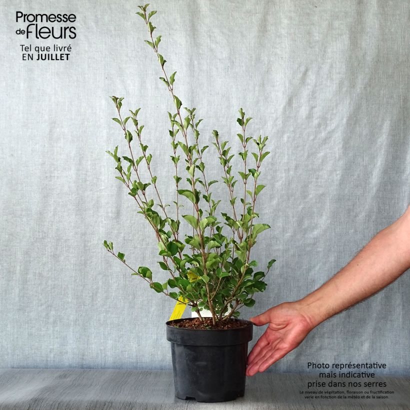 Exemplaar van Syringa Red Pixie - Dwergsering Pot van 3 l/4 l zoals geleverd in de zomer