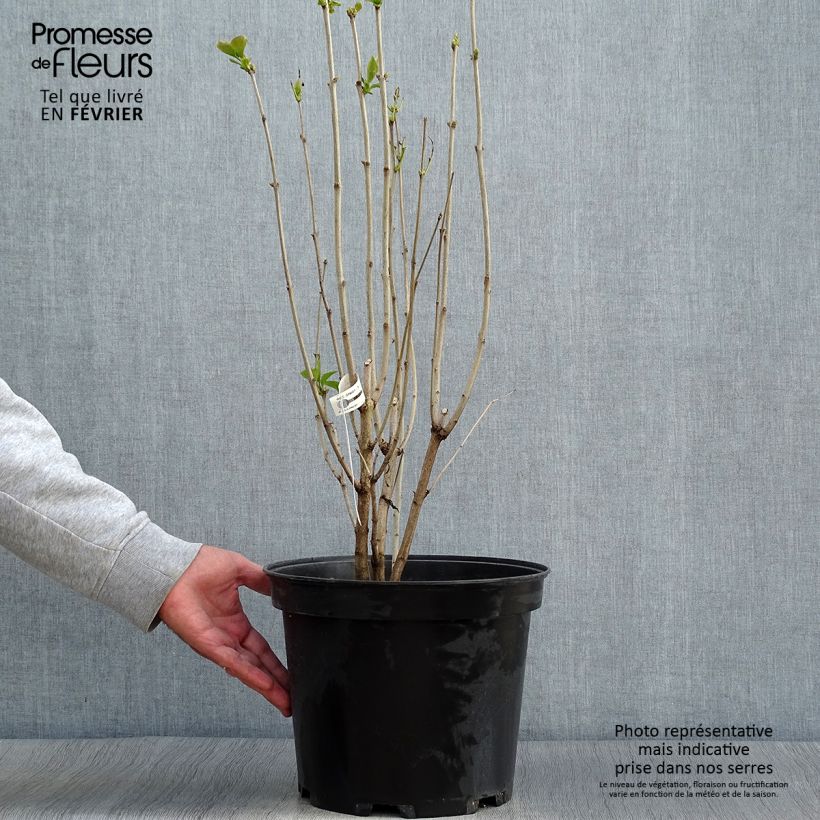 Exemplaar van Syringa vulgaris Kindy Rose - Gewone sering Pot van 7,5 l/10 l zoals geleverd in de herfst