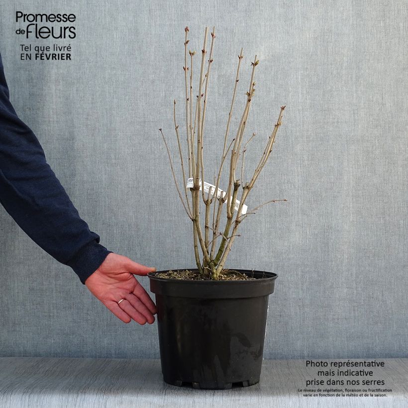 Example of Lilas commun - Syringa vulgaris Kindy Rose Pot van 7,5 l/10 l as you get in hiver