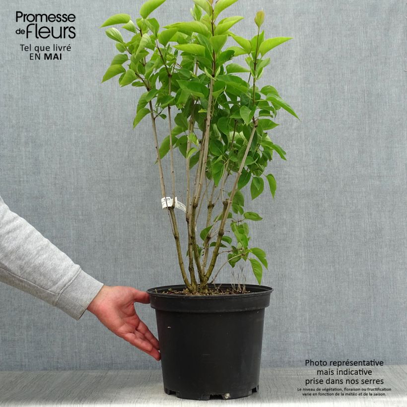 Exemplaar van Syringa vulgaris Kindy Rose - Gewone sering Pot van 7,5 l/10 l zoals geleverd in de lente