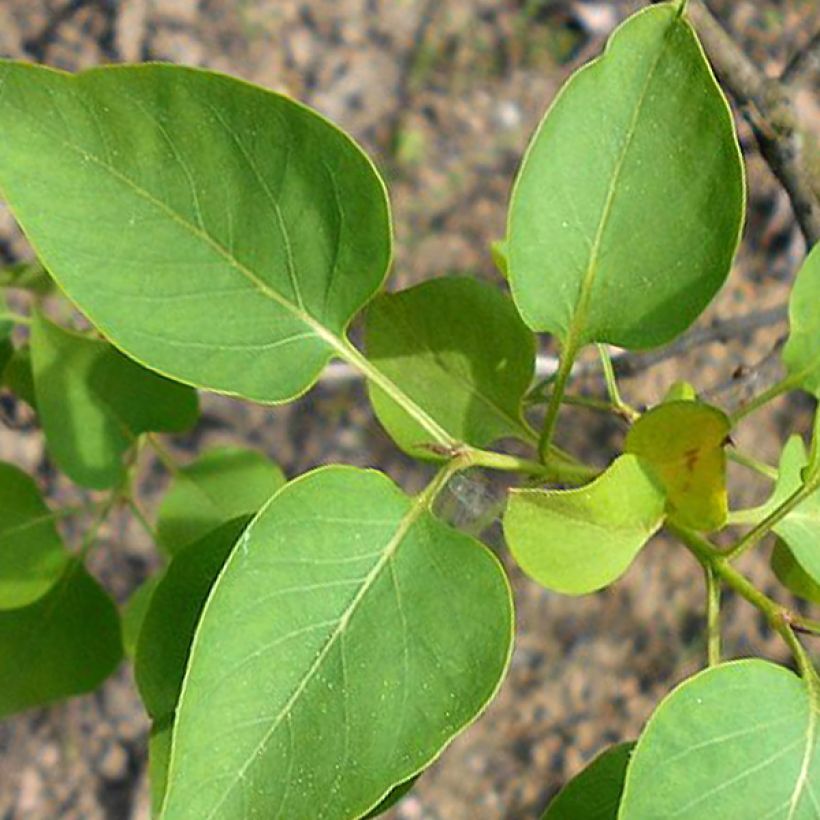 Syringa vulgaris Konchalovskii - Gewone sering (Foliage)