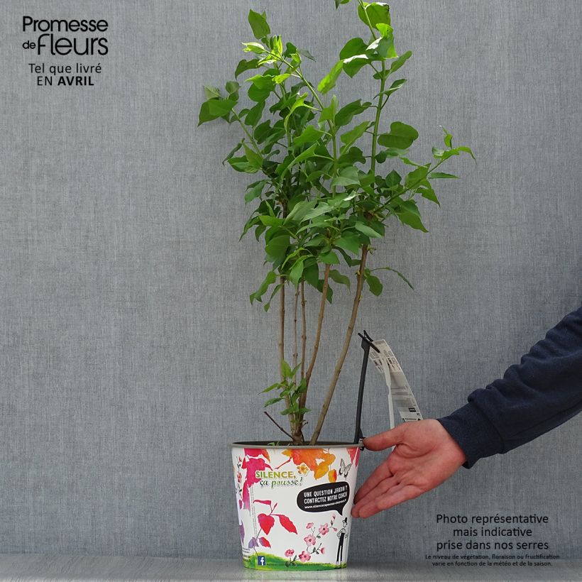 Exemplaar van Syringa vulgaris Konchalovskii - Gewone sering Pot van 4 l/5 l zoals geleverd in de lente