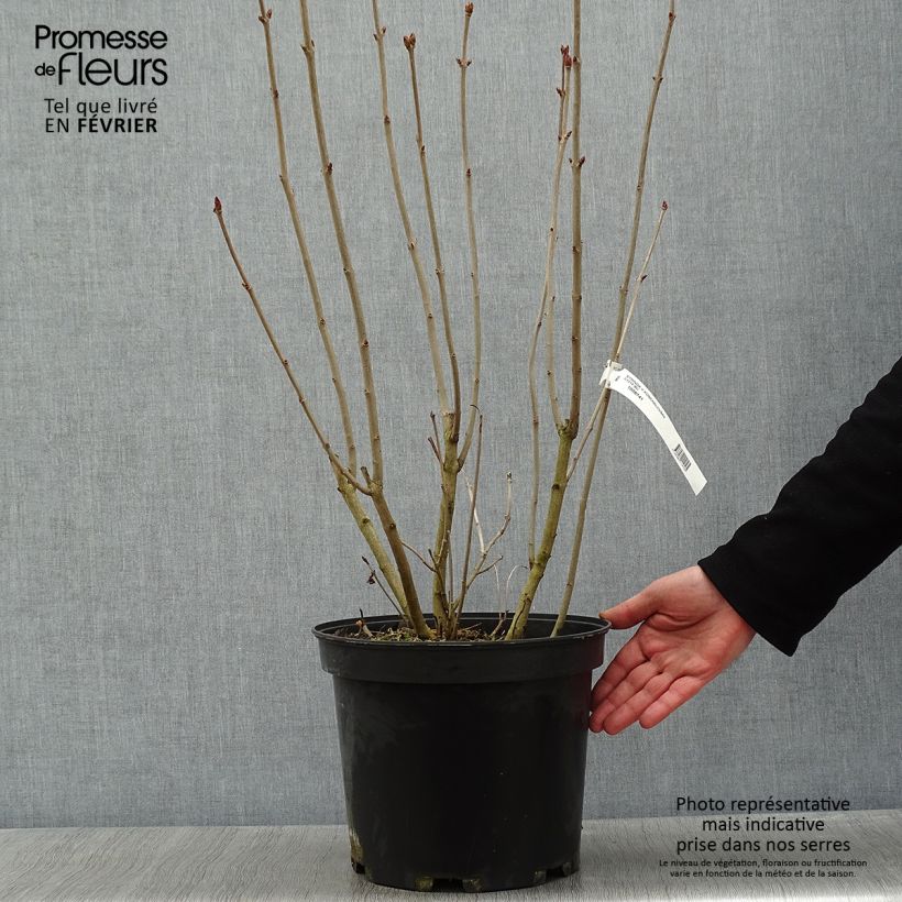 Example of Syringa vulgaris Konchalovskii - Gewone sering Pot van 7,5 l/10 l as you get in hiver