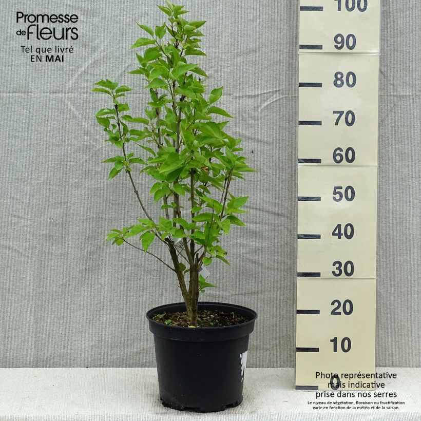 Exemplaar van Syringa vulgaris Konchalovskii - Gewone sering Pot van 7,5 l/10 l zoals geleverd in de lente
