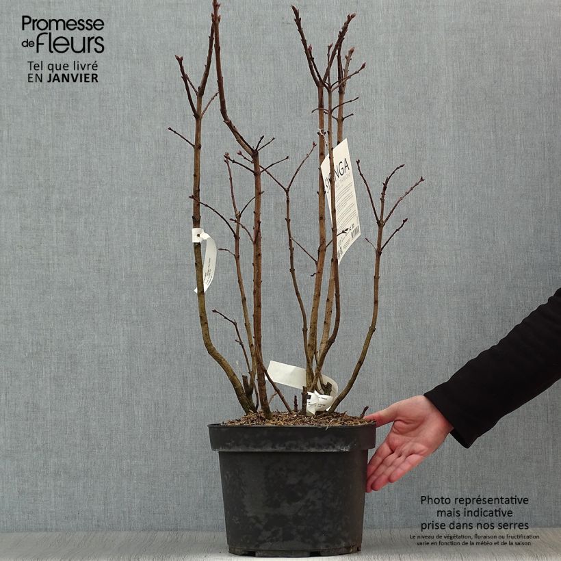 Example of Lilas commun - Syringa vulgaris Paul Thirion Pot van 7,5 l/10 l as you get in hiver