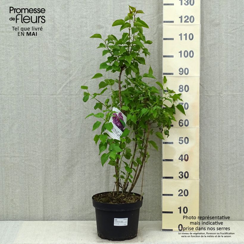 Exemplaar van Syringa vulgaris Paul Thirion - Gewone sering Pot van 7,5 l/10 l zoals geleverd in de lente
