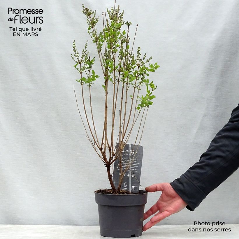 Exemplaar van Syringa Josée - Sering Pot van 3 l/4 l zoals geleverd in de lente