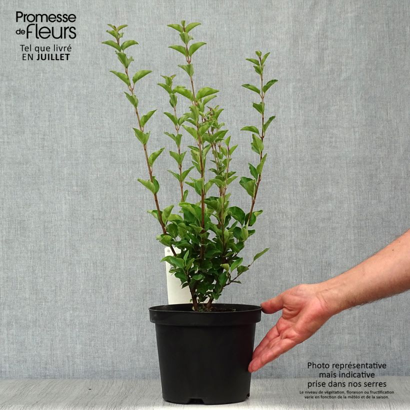 Exemplaar van Syringa Josée - Sering Pot van 3 l/4 l zoals geleverd in de zomer
